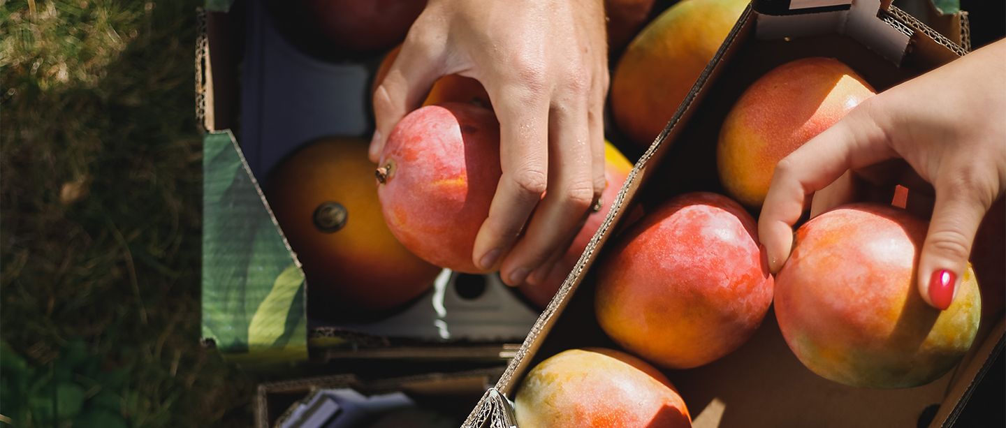 Two people selecting ripe mangoes from cardboard boxes outdoors, with one hand reaching from each side, showcasing fresh, colorful fruit under natural sunlight